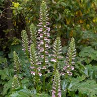 Acanthus molis medveköröm 17cm cserépben