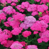   Achillea millefolium 'Saucy Seduction' közönséges cickafark 14cm cserépben