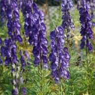 Aconitum napellus alpesi sisakvirág 15cm cserépben