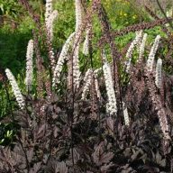   Actaea simplex 'Black Negligee' füzéres poloskavész 15cm cserépben