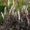 Actaea simplex 'Black Negligee' füzéres poloskavész 15cm cserépben