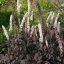 Actaea simplex 'Black Negligee' füzéres poloskavész 15cm cserépben
