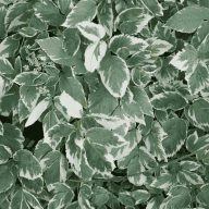 Aegopodium podagraria 