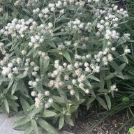   Anaphalis triplinervis 'Silver Wave' gyöngykosárka 17cm cserépben