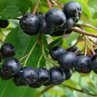   Aronia melanocarpa 'Amit' fekete berkenye 17cm cserépben
