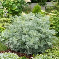 Artemisia 