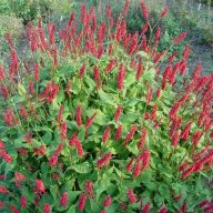 Bistorta amplexicaulis 