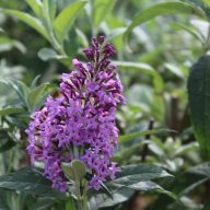   Buddleja davidii 'Flutterby Pink' nyáriorgona 17cm cserépben