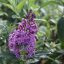 Buddleja davidii 'Flutterby Pink' nyáriorgona 17cm cserépben