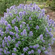   Caryopteris x clandonensis 'Blue Balloon' kékszakáll 17cm cserépben