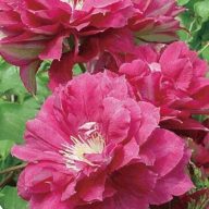 Clematis 'Akafuji' iszalag K1,7 cserépben