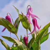   Clematis integrifolia 'Hanajima' iszalag K1,7 cserépben