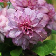 Clematis 'Innocent Glance' iszalag K1,7 cserépben