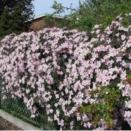   Clematis montana 'Rubens' hegyi iszalag K1,7 cserépben
