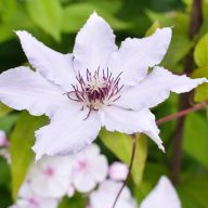 Clematis 