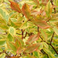 Cornus alba ‘Gouchaultii’ fehér som 17cm cserépben