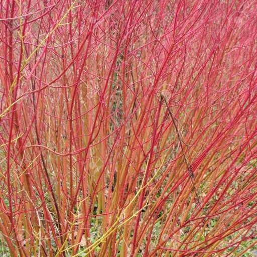 Cornus alba ‘Gouchaultii’ fehér som 17cm cserépben