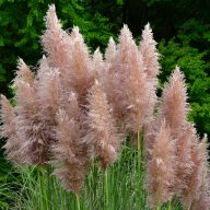   Cortaderia selloana 'Pink Feather' ezüstös pampafű 17cm cserépben