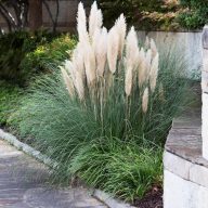   Cortaderia selloana 'Pumila' ezüstös pampafű 17cm cserépben