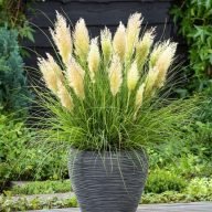   Cortaderia selloana ‘Tiny Pampa’ törpe pampafű 17cm cserépben