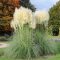 Cortaderia selloana 'White Feather' ezüstös pampafű 17cm cserépben