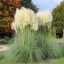 Cortaderia selloana 'White Feather' ezüstös pampafű 17cm cserépben
