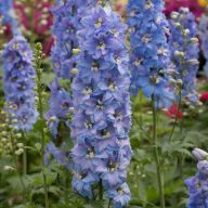   Delphinium 'Magic Fountain Sky Blue' évelő szarkaláb 17cm cserépben