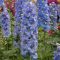 Delphinium 'Magic Fountain Sky Blue' évelő szarkaláb 17cm cserépben