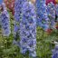 Delphinium 'Magic Fountain Sky Blue' évelő szarkaláb 17cm cserépben