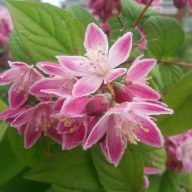   Deutzia x hybrida 'Strawberry Fields' gyöngyvirágcserje 17cm cserépben