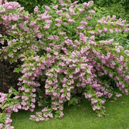 Deutzia x hybrida 'Strawberry Fields' gyöngyvirágcserje 17cm cserépben