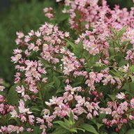   Deutzia 'Yuki Cherry Blossom'® gyöngyvirágcserje K5 cserépben
