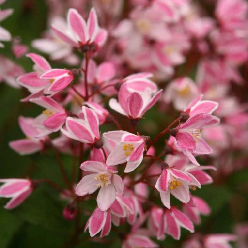 Deutzia 'Yuki Cherry Blossom'® gyöngyvirágcserje K5 cserépben