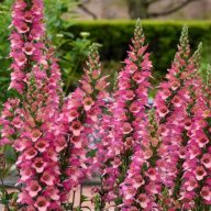   Digiplexis 'Berry Canary' gyűszűvirág 17cm cserépben