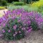 Erysimum 'Bowles Mauve' repcsény 17cm cserépben
