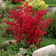 Euonymus alatus szárnyas kecskerágó 17cm cserépben