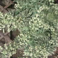  Euphorbia characias 'Burrow's Silver' mediterrán kutyatej 17cm cserépben