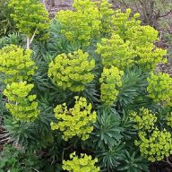   Euphorbia characias 'Forescate' mediterrán kutyatej 17cm cserépben