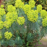   Euphorbia characias ssp. wulfenii velencei kutyatej 17cm cserépben