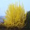 Forsythia × intermedia 'Courtalyn' (Week End) aranycserje 17cm cserépben