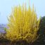 Forsythia × intermedia 'Courtalyn' (Week End) aranycserje 17cm cserépben