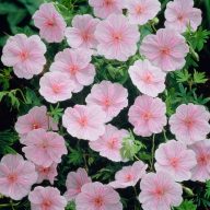   Geranium sanguineum 'Striatum' piros gólyaorr 17cm cserépben