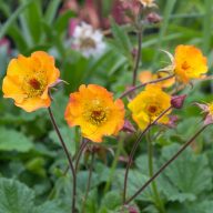   Geum 'Mango Lassi' gyömbérgyökér 14cm cserépben