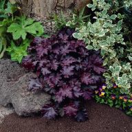   Heuchera americana 'Palace Purple' tűzeső 17cm cserépben