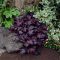 Heuchera americana 'Palace Purple' tűzeső 17cm cserépben