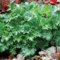 Heuchera 'Apple Crisp' tűzeső 17cm cserépben