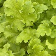 Heuchera 'Limeberry' tűzeső 17cm cserépben