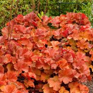   Heuchera 'Northern Exposure Amber' tűzeső 17cm cserépben