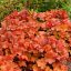 Heuchera 'Northern Exposure Amber' tűzeső 17cm cserépben