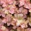 Heuchera 'Pinot Gris' tűzeső 17cm cserépben